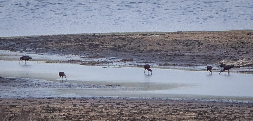 White-faced Ibis - ML449916121