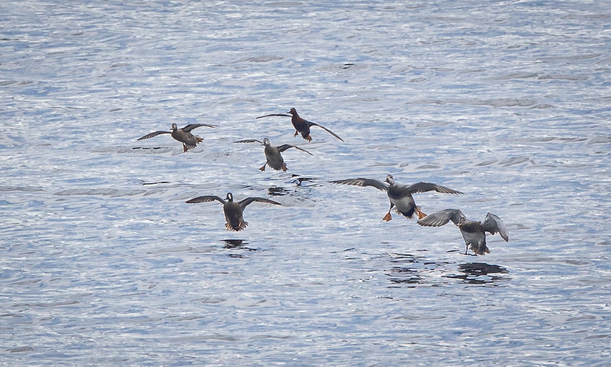 Blue-winged Teal - ML449916211