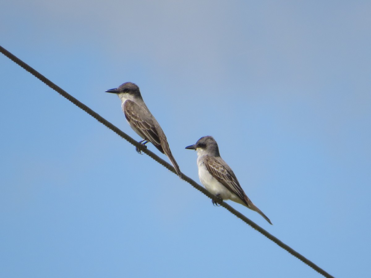 Gray Kingbird - ML449918371