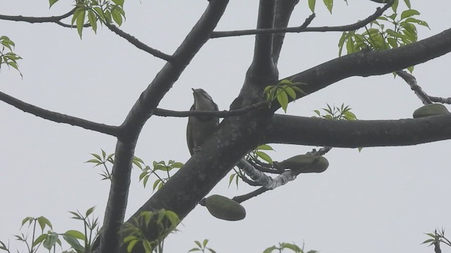 Greater Necklaced Laughingthrush - ML449918381