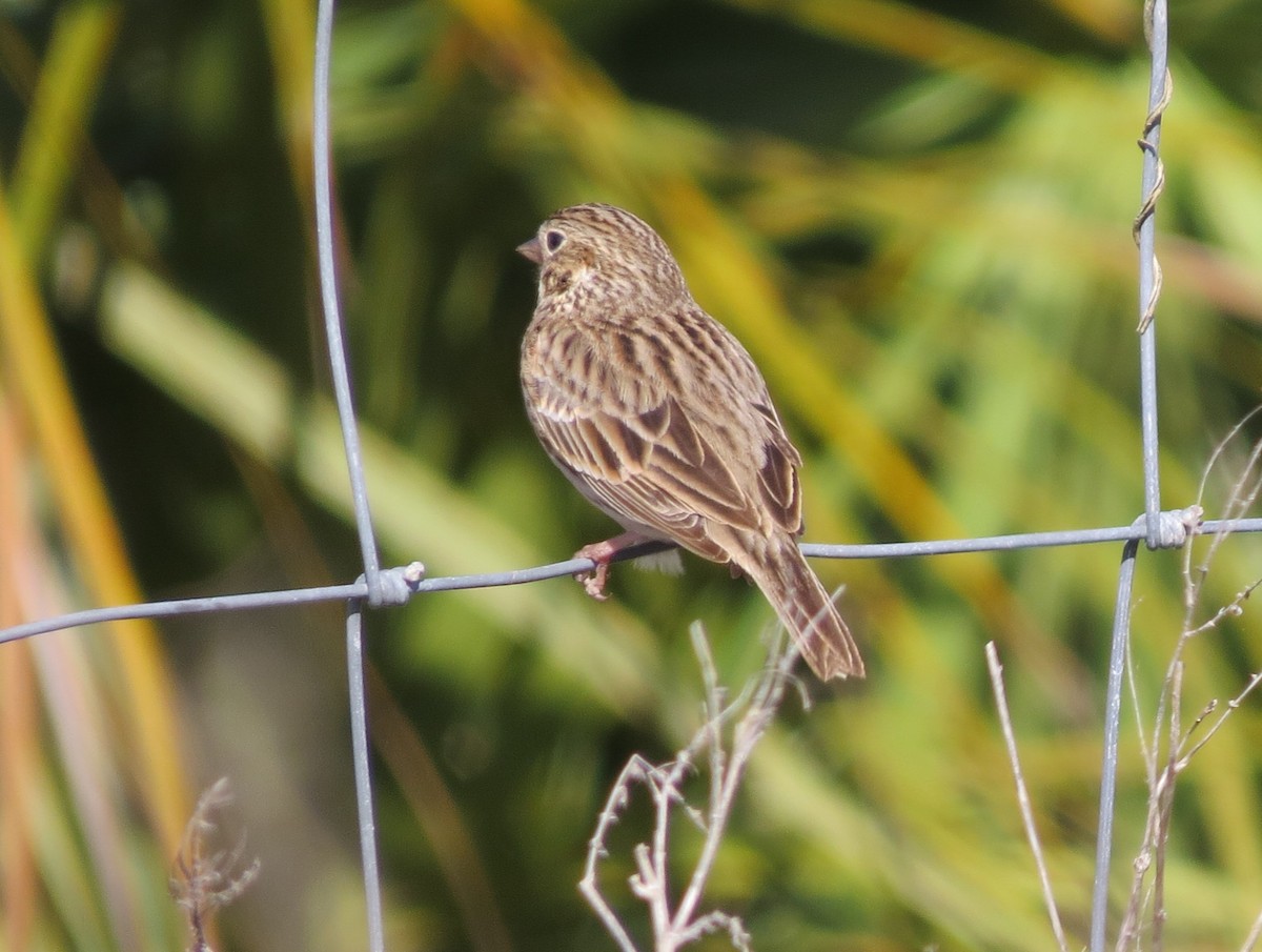 Vesper Sparrow - ML44991841