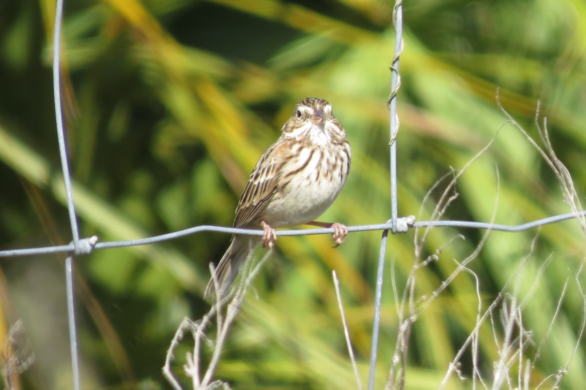 Vesper Sparrow - ML44991851