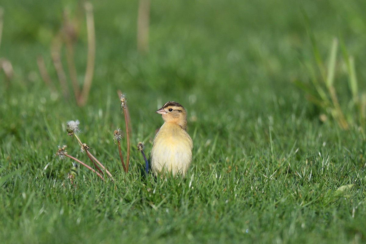 Bobolink - ML449918611