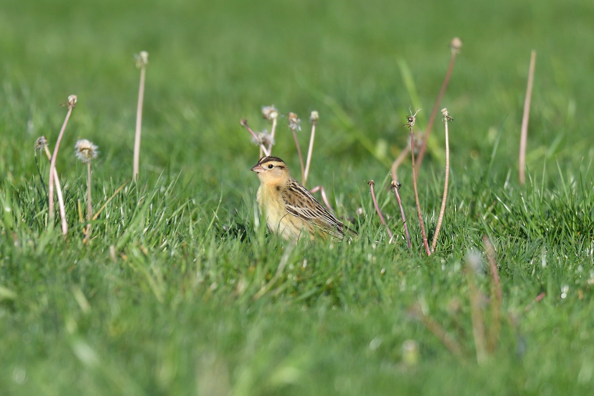 Bobolink - ML449918631