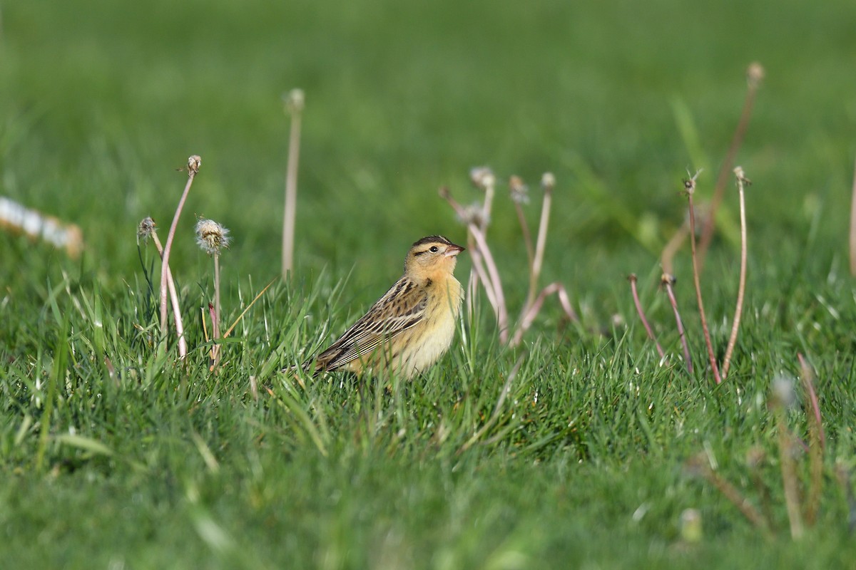 Bobolink - ML449918641