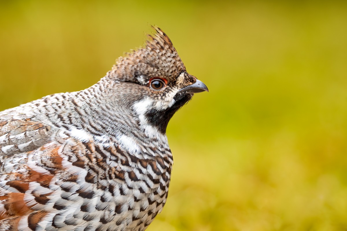 Hazel Grouse - ML449920161