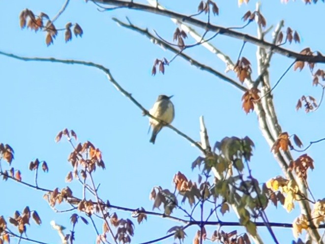 Olive-sided Flycatcher - ML449921321