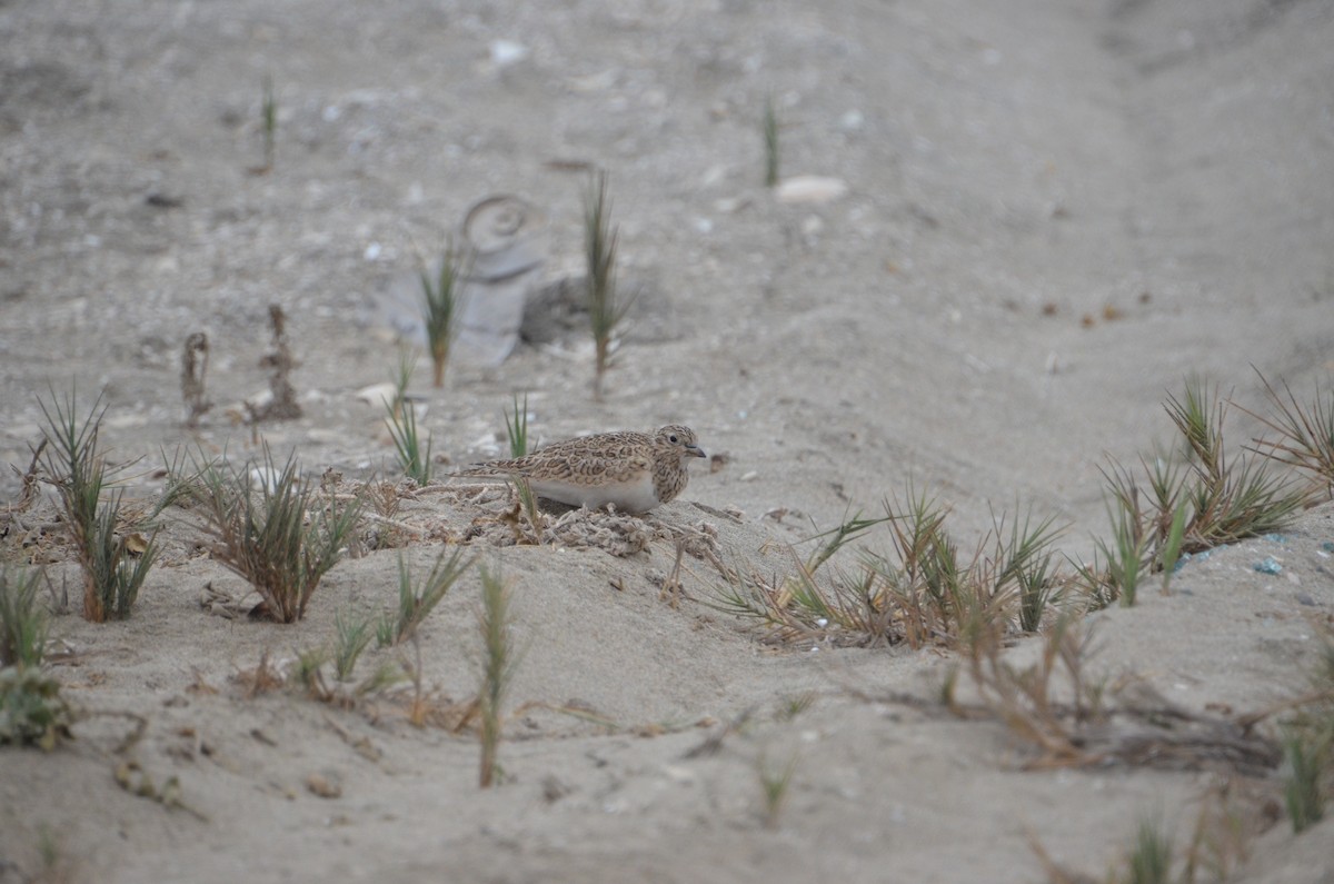 Least Seedsnipe - ML449921551