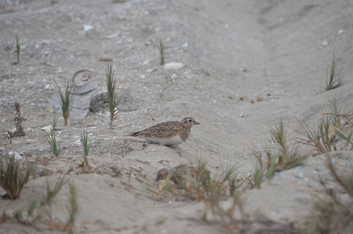 Least Seedsnipe - ML449921571