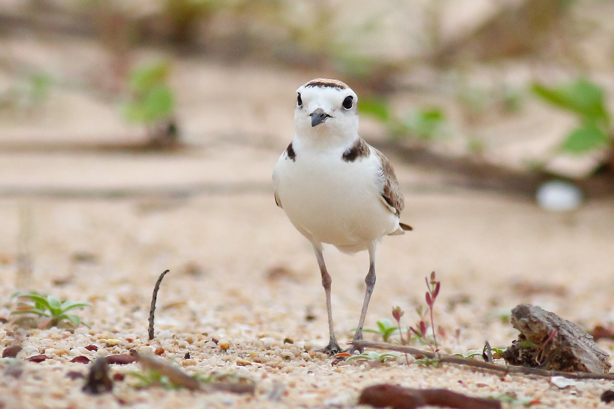White-faced Plover - ML449921901