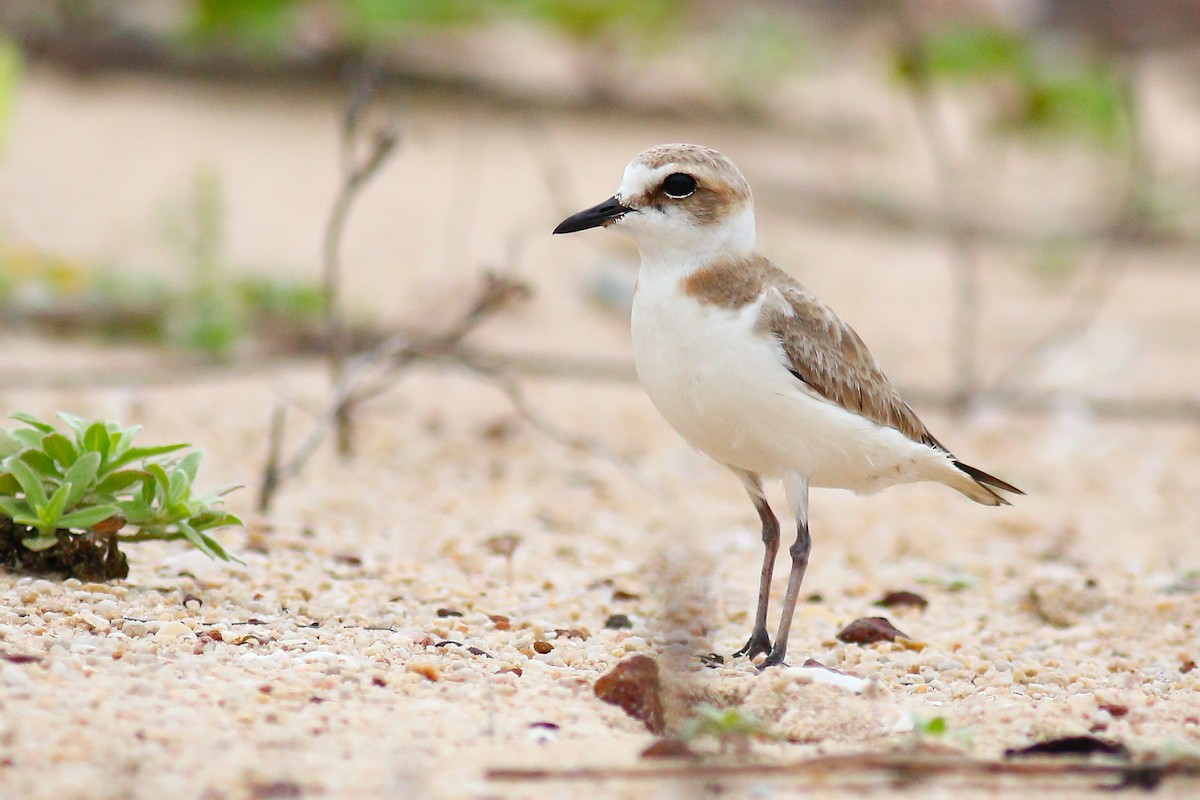White-faced Plover - ML449922221