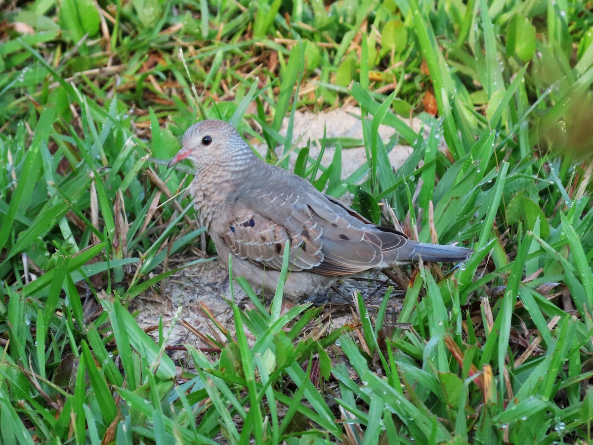 Common Ground Dove - ML449922891