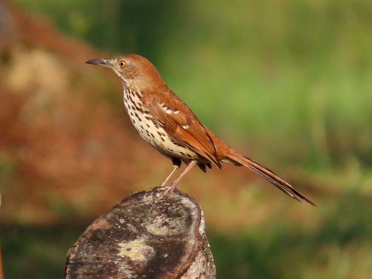 Brown Thrasher - ML449922981