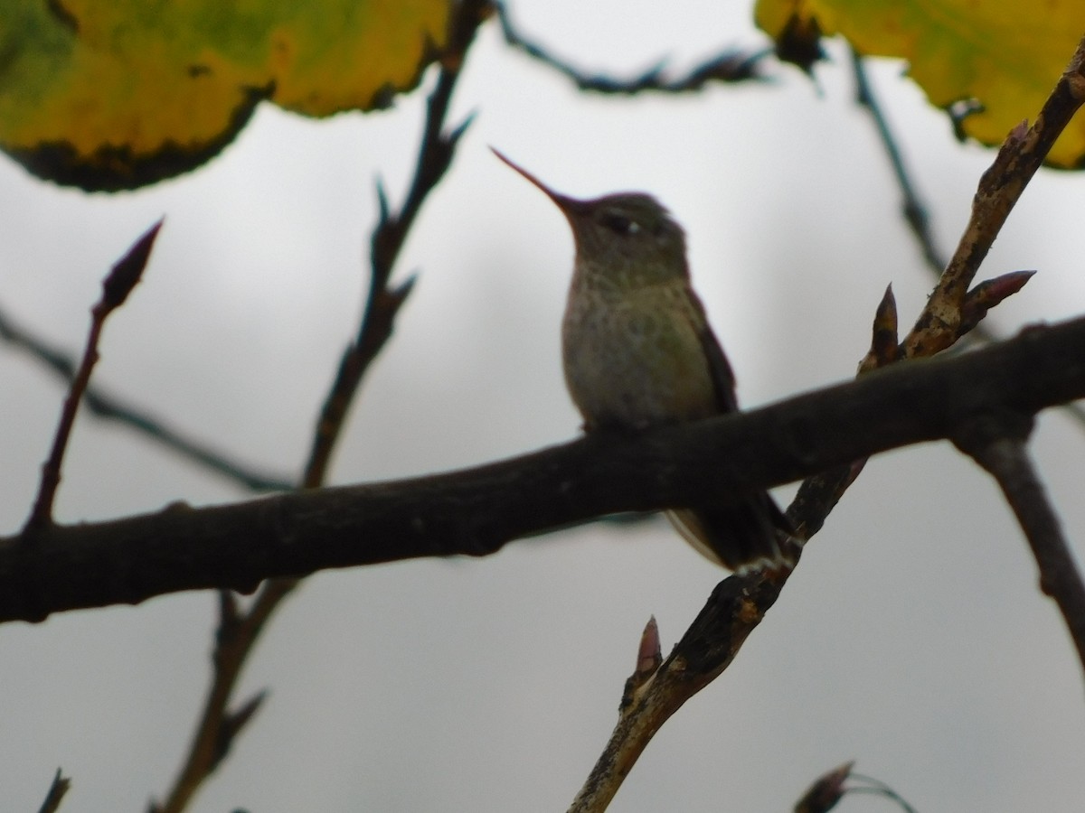 Green-backed Firecrown - ML449923061