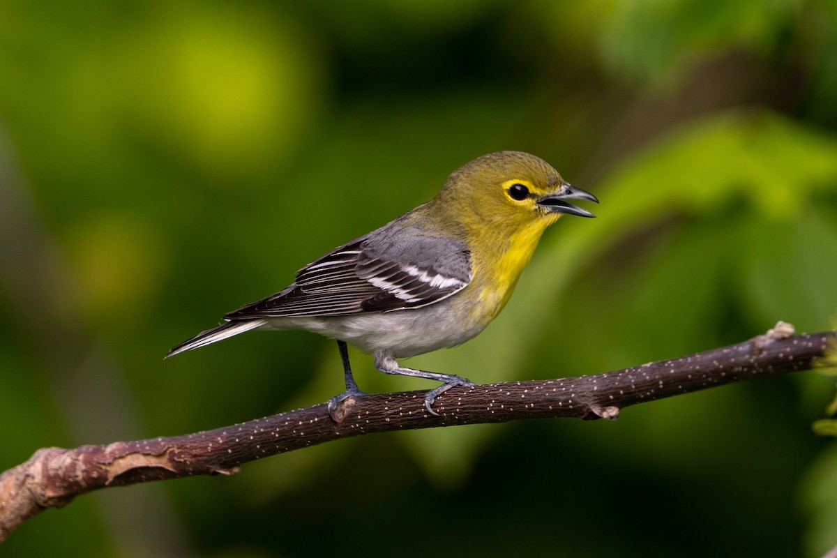 Yellow-throated Vireo - ML449925211