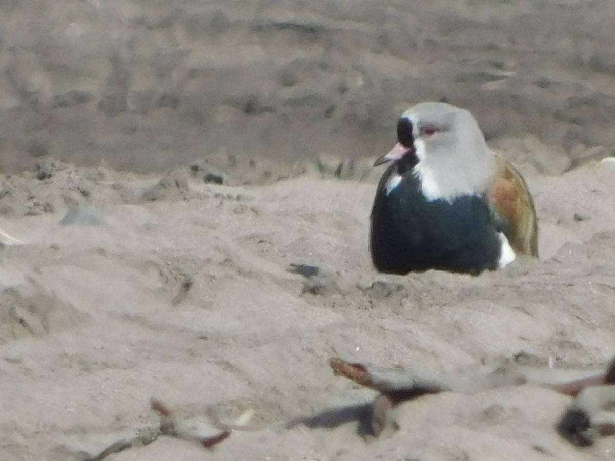 Southern Lapwing - ML449925411