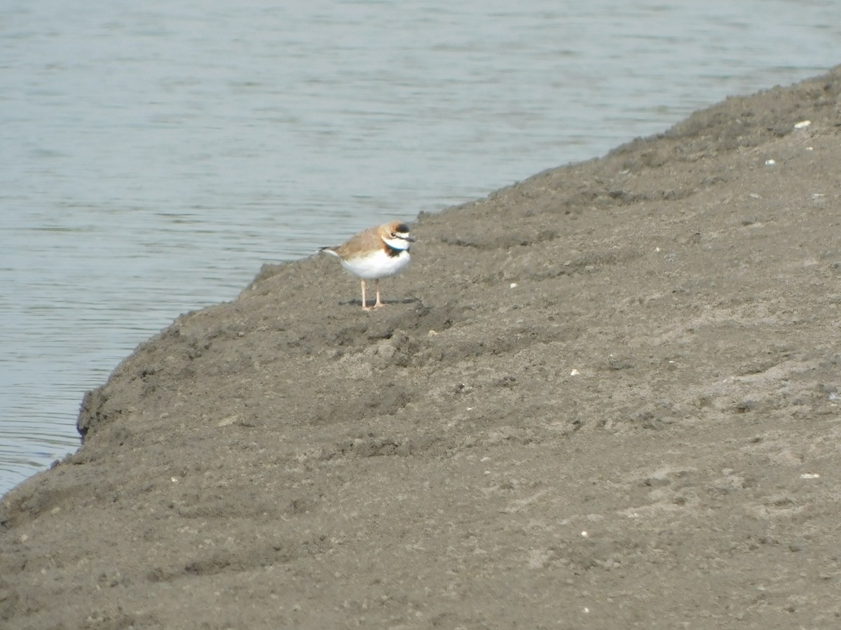 Collared Plover - ML449926201