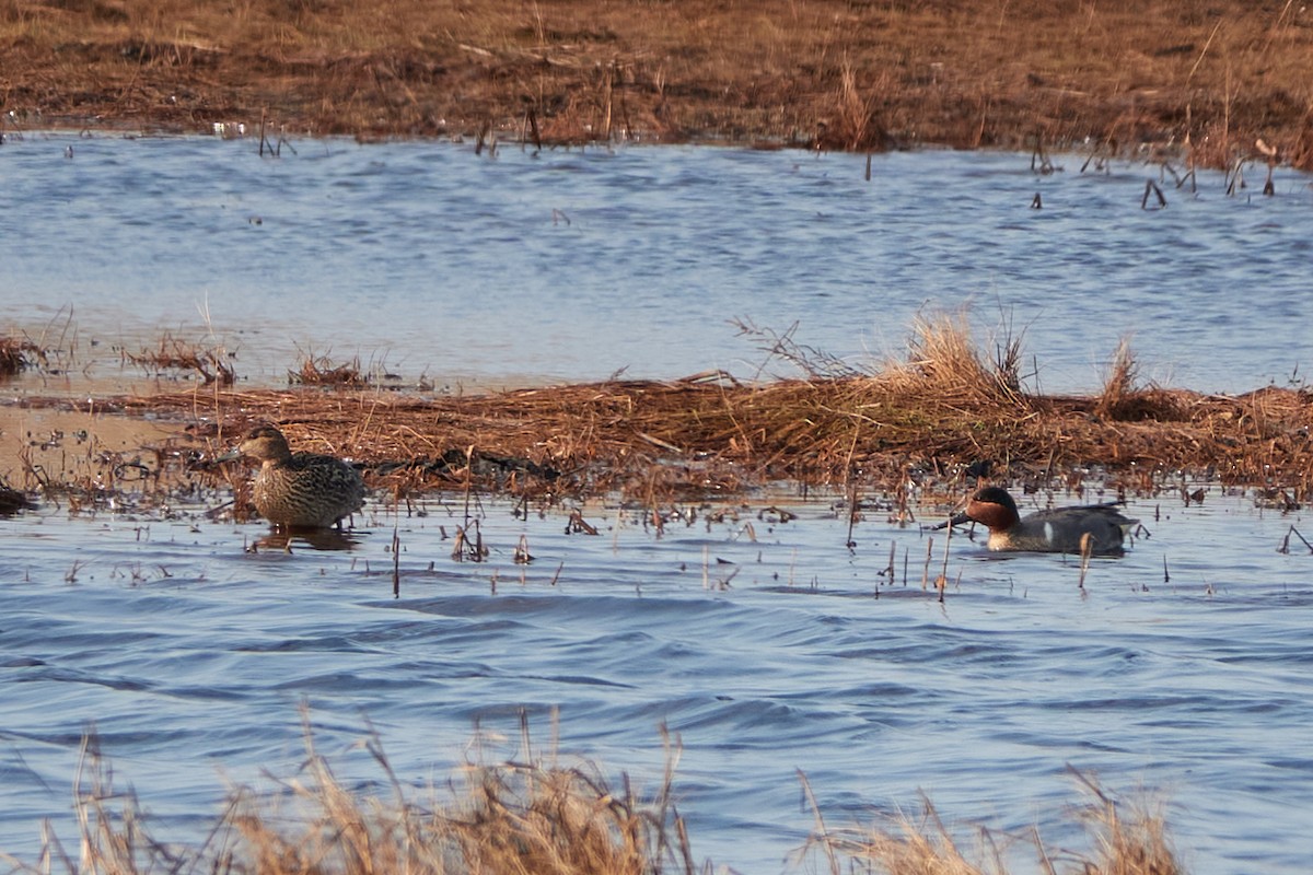 Green-winged Teal - ML449927031