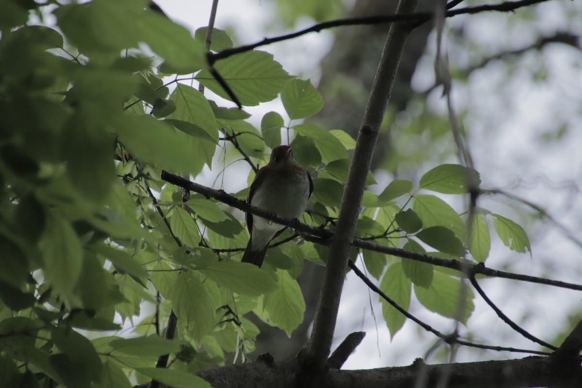 Veery - ML449927711