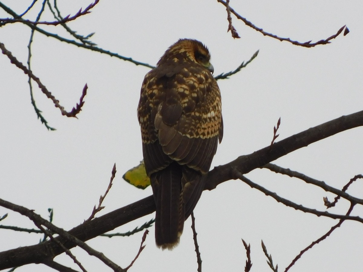 Harris's Hawk - ML449927821