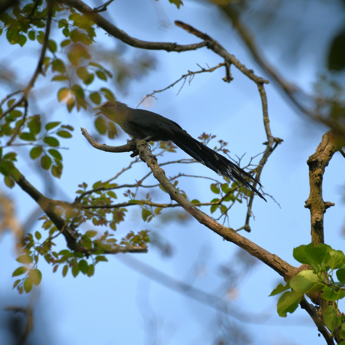 Green-billed Malkoha - ML449927861