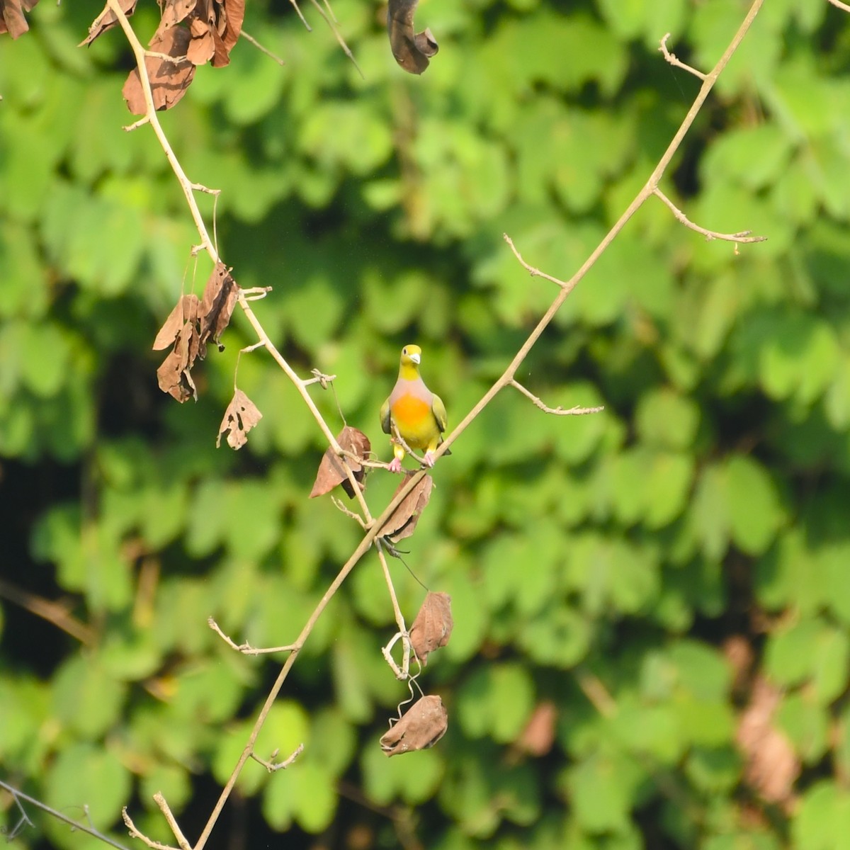 Orange-breasted Green-Pigeon - ML449927921