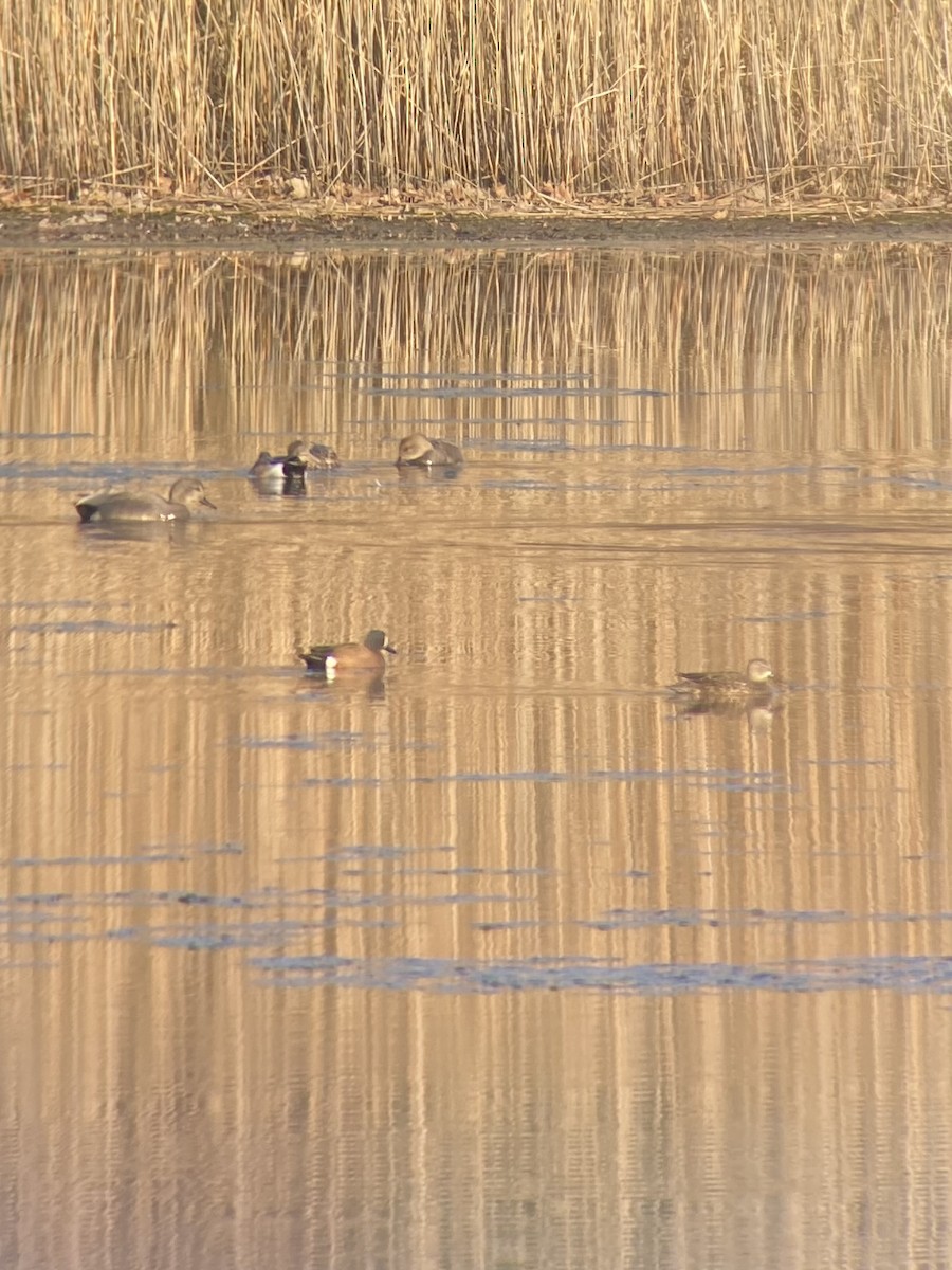 Blue-winged Teal - ML449928611