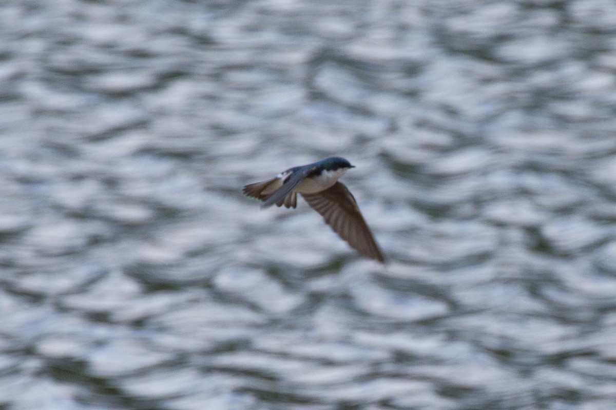 Tree Swallow - ML449930631