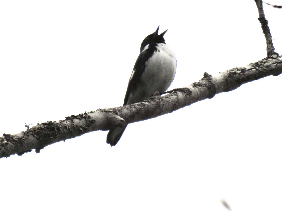 Black-throated Blue Warbler - ML449930661