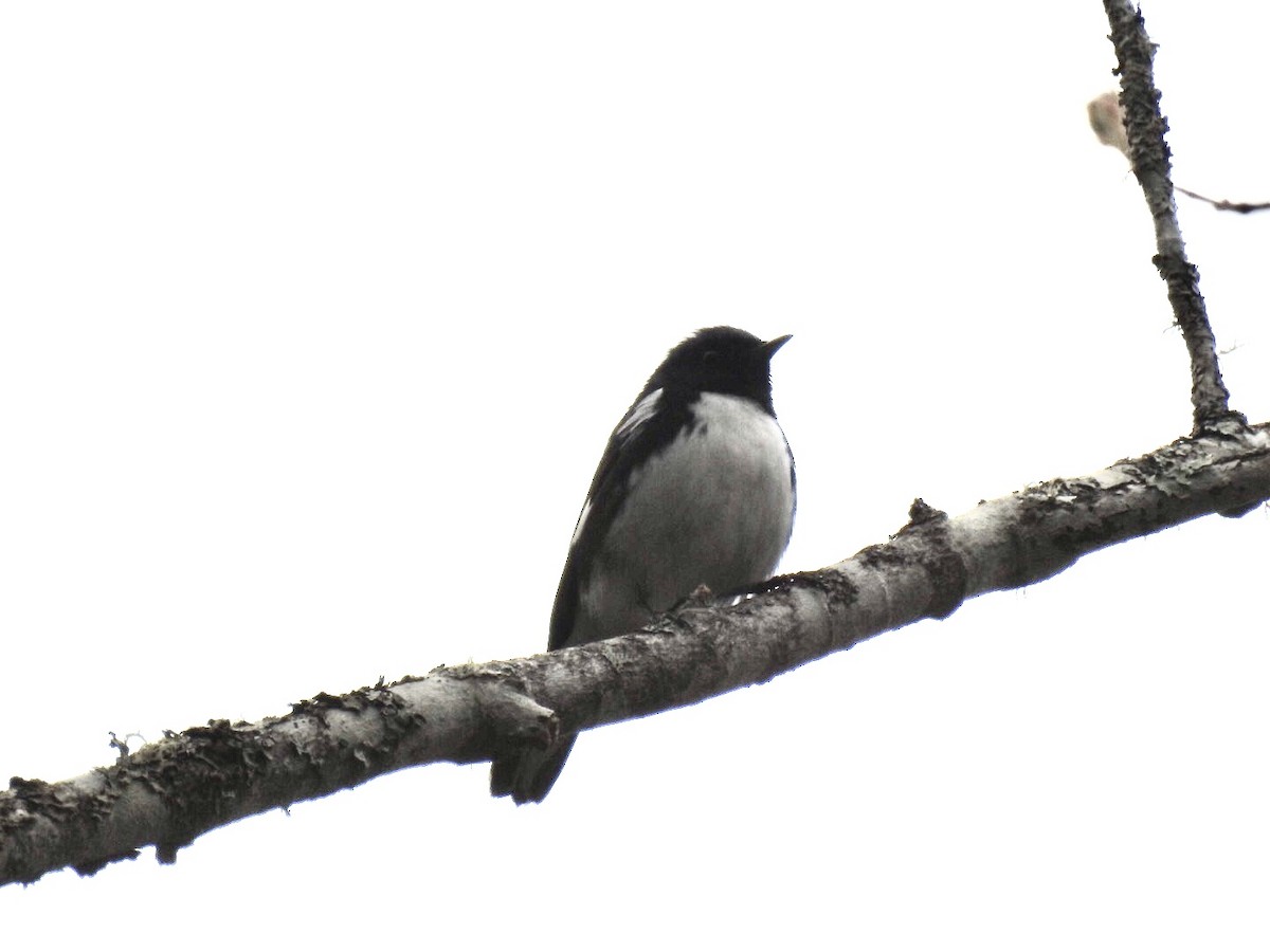 Black-throated Blue Warbler - ML449930681