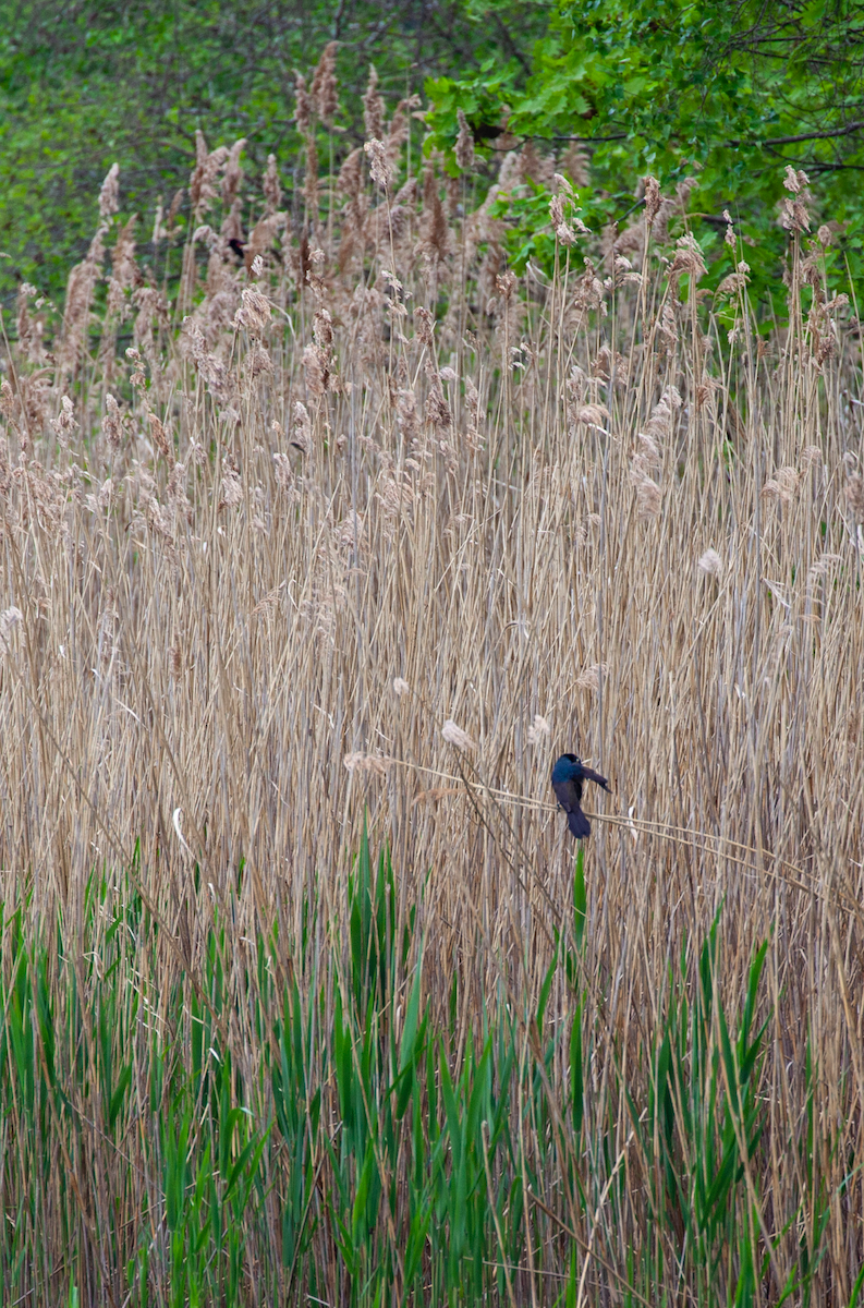 Common Grackle - ML449930781