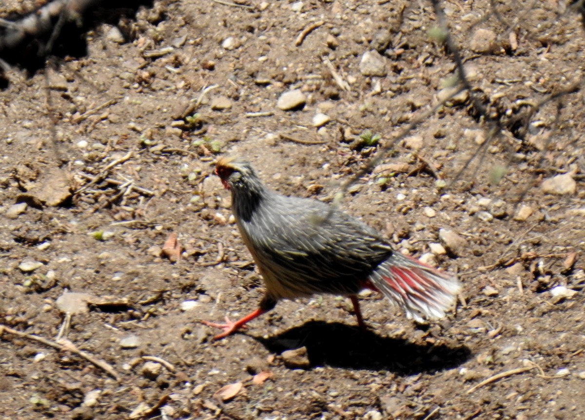 Blood Pheasant - ML449931111