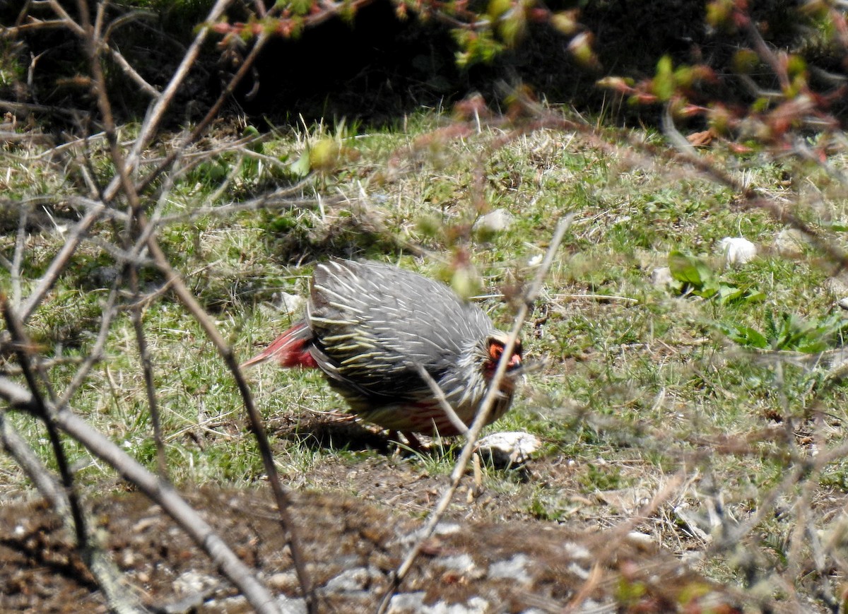 Blood Pheasant - ML449931161