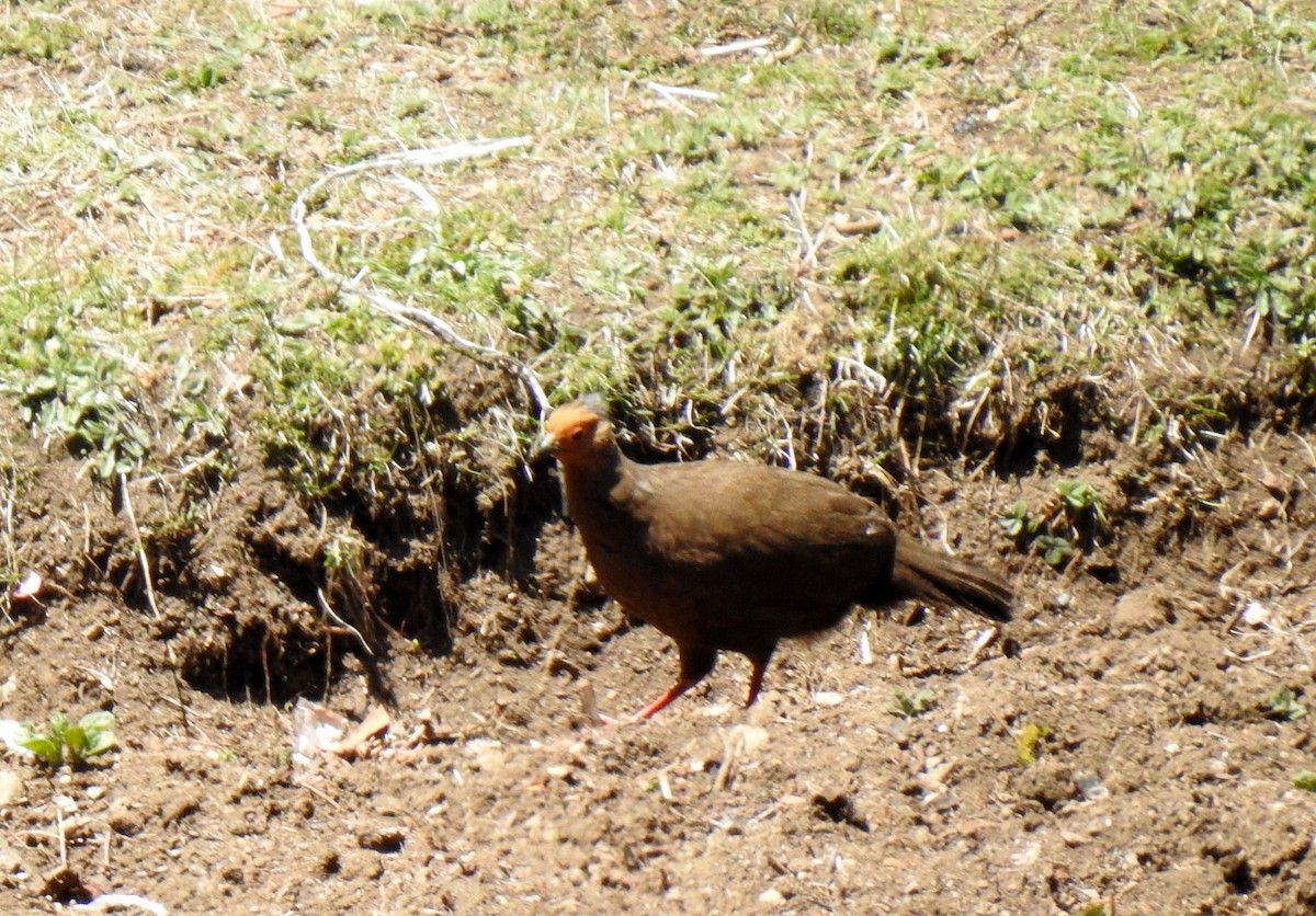 Blood Pheasant - ML449931211