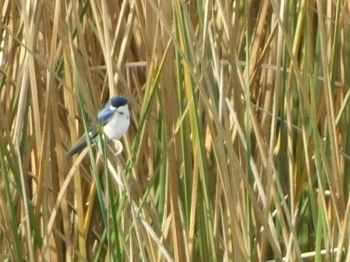 Chilean Swallow - ML449933041