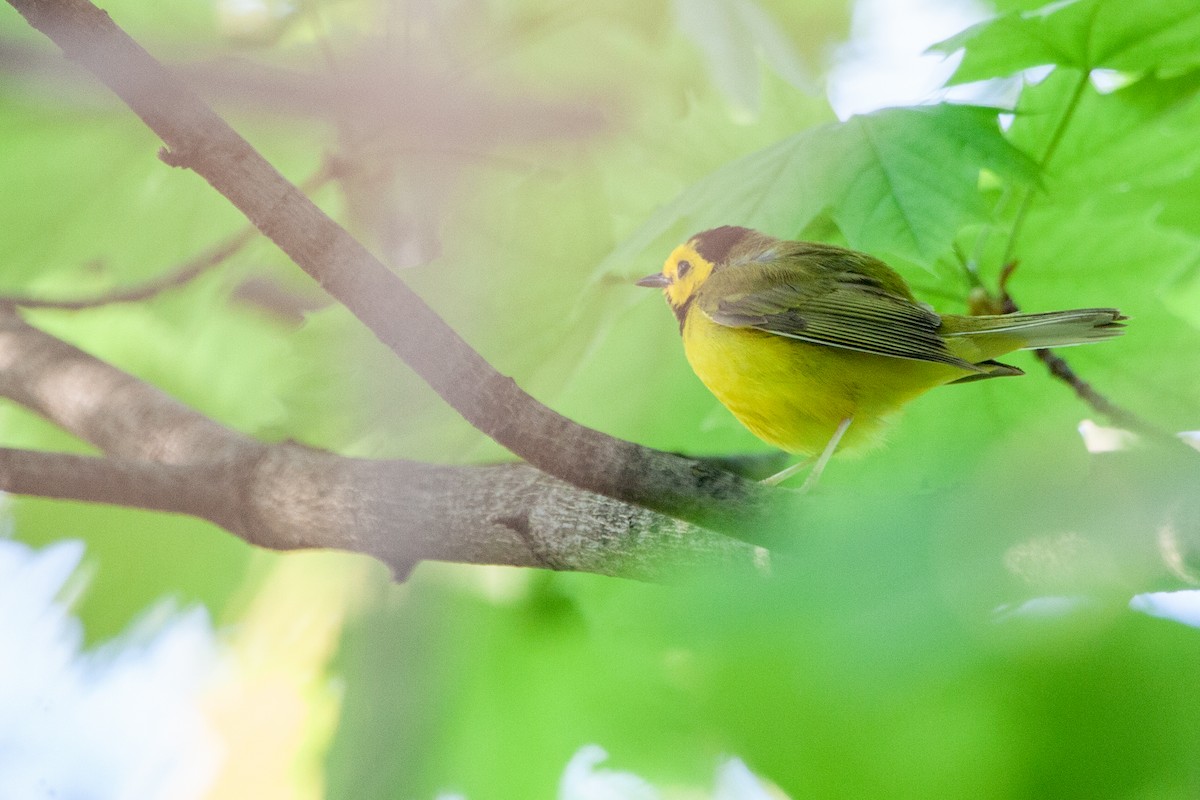 Hooded Warbler - Pavel Hanc