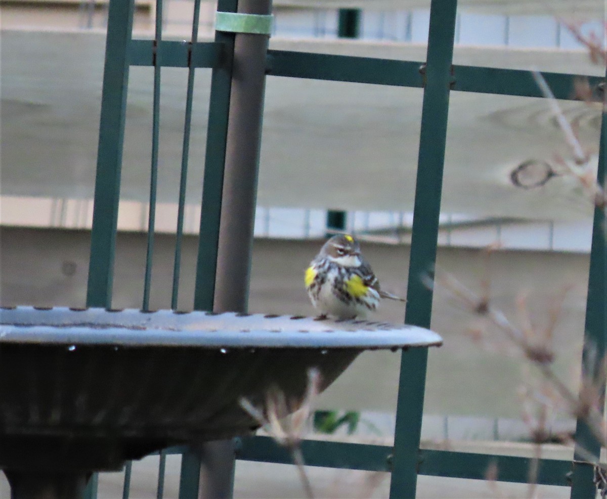 Yellow-rumped Warbler - ML449934271