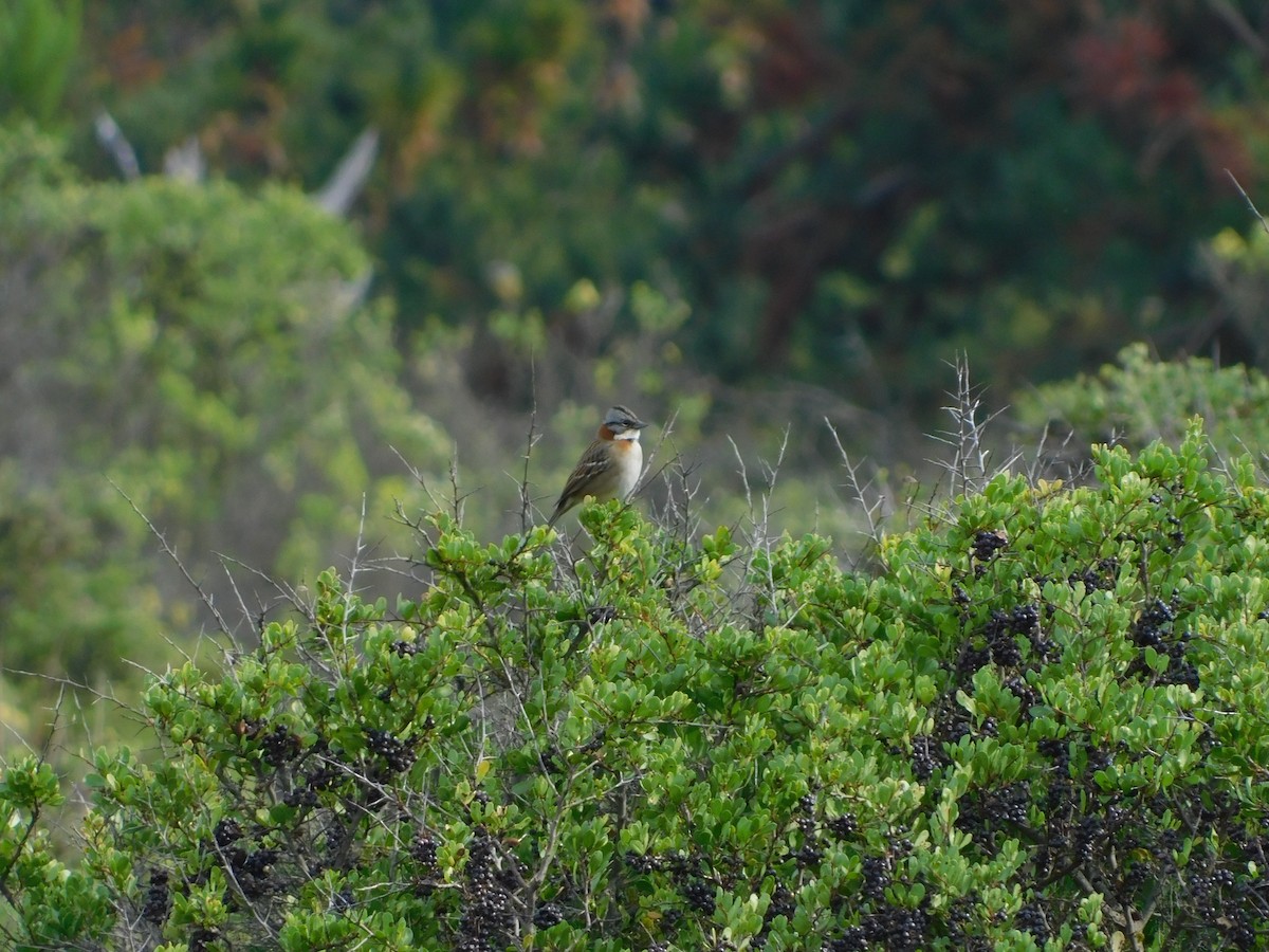 Rufous-collared Sparrow - ML449934281