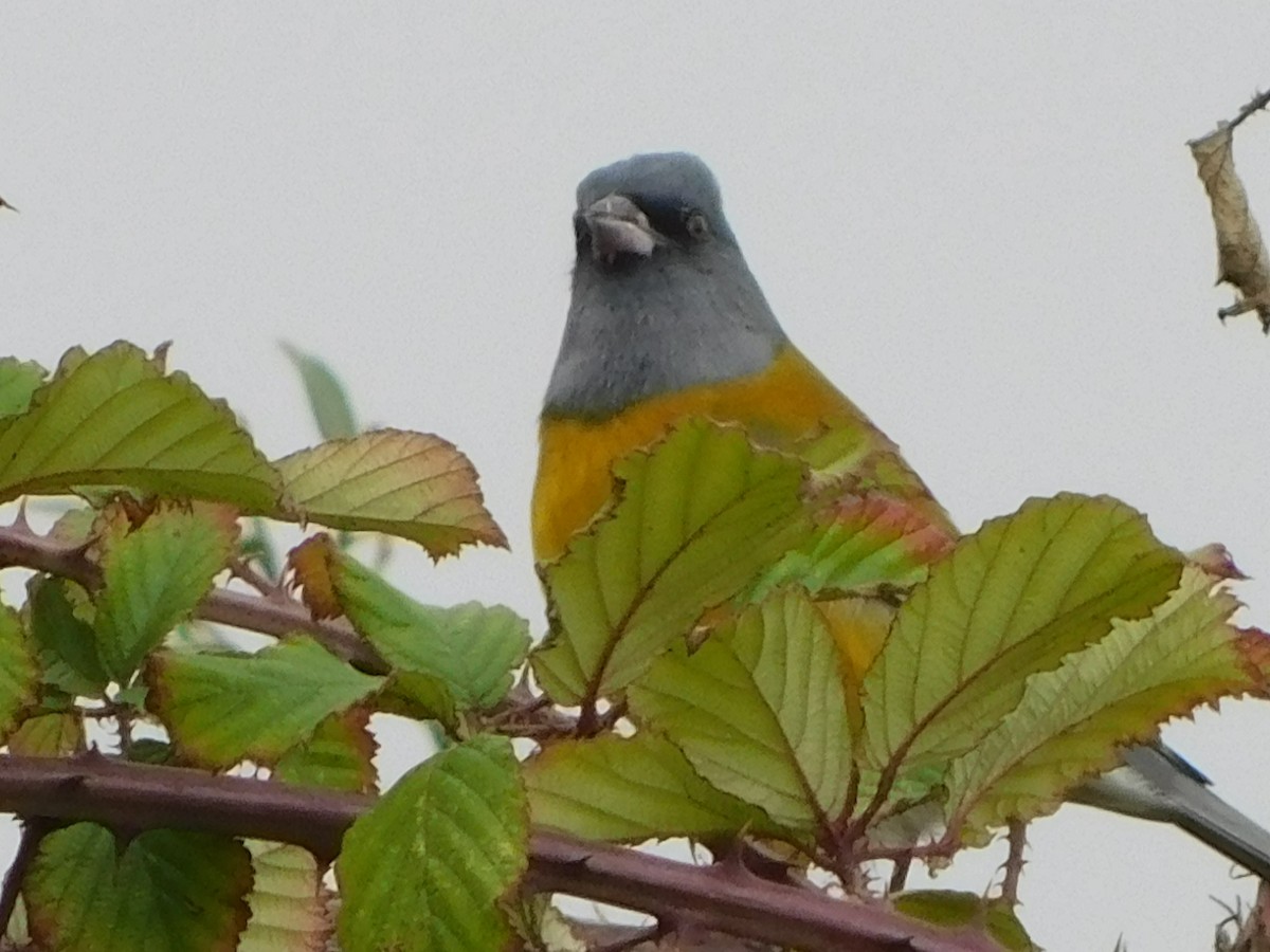 Gray-hooded Sierra Finch - Sebastian Beiza