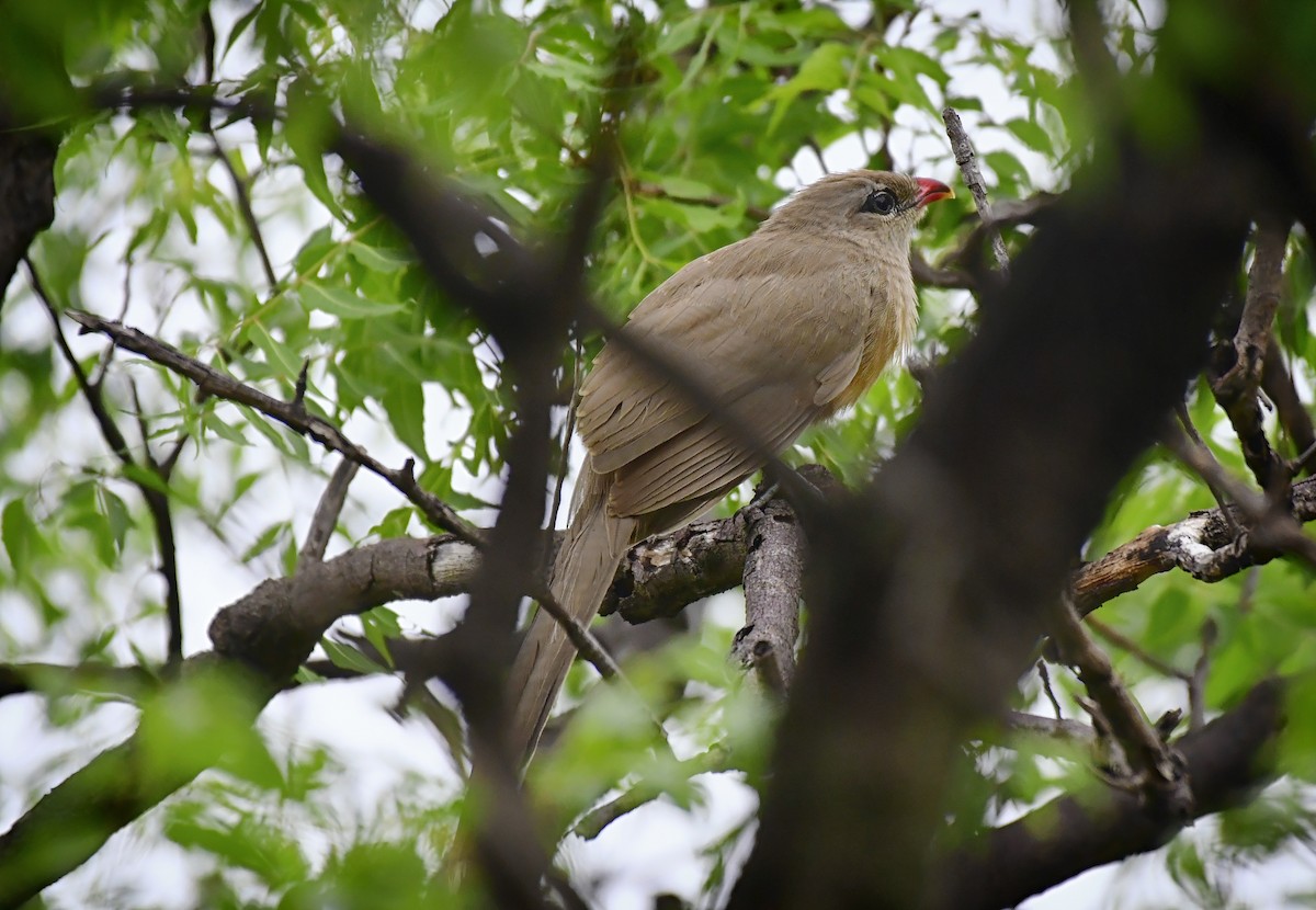 Sirkeer Malkoha - ML449935661