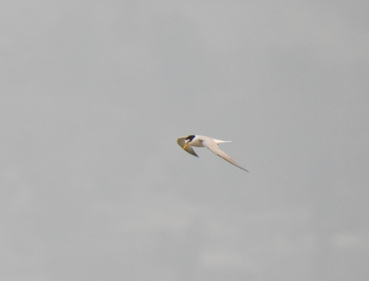 Little Tern - ML449936061