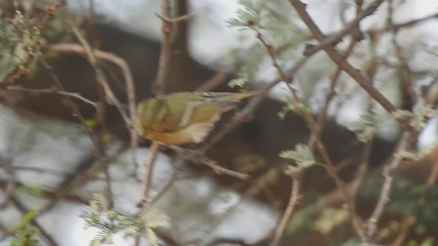 Mosquitero de Brooks - ML449936101