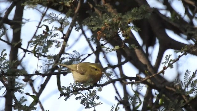 Brooks's Leaf Warbler - ML449936321