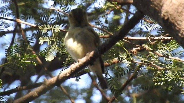 Mosquitero de Brooks - ML449936391