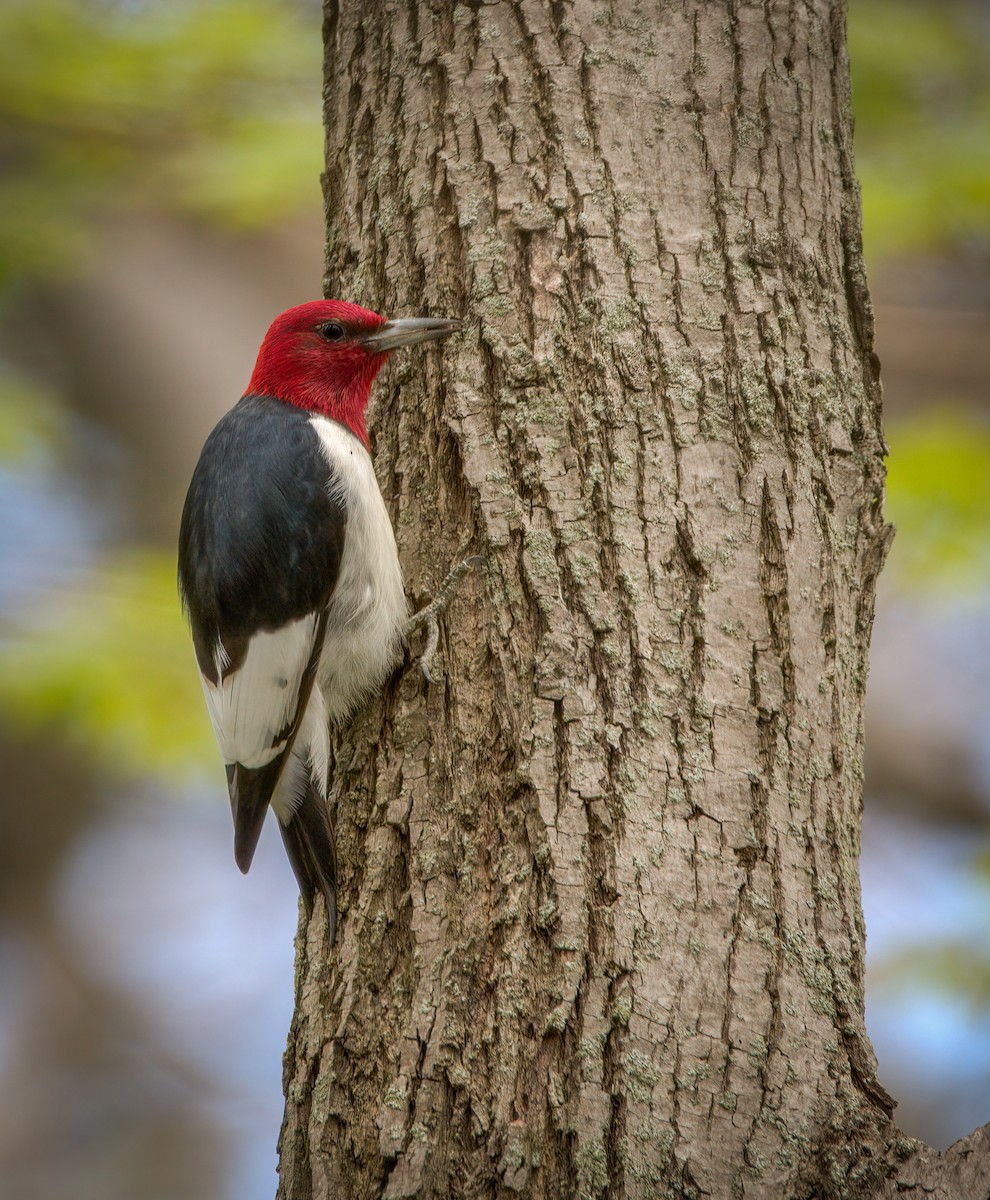 Rotkopfspecht - ML449936541