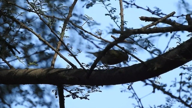 Brooks's Leaf Warbler - ML449936761