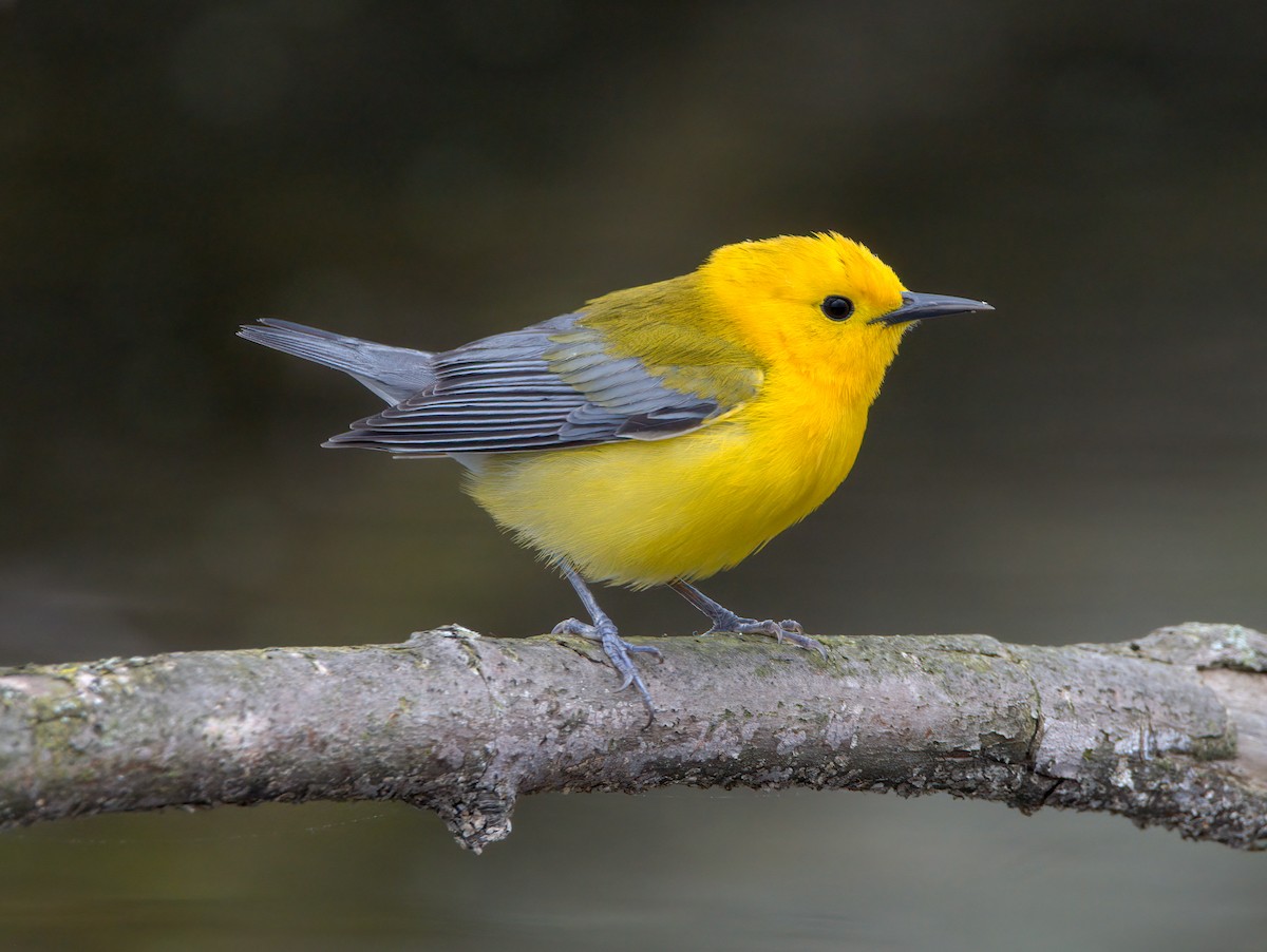 Zitronenwaldsänger - ML449937761