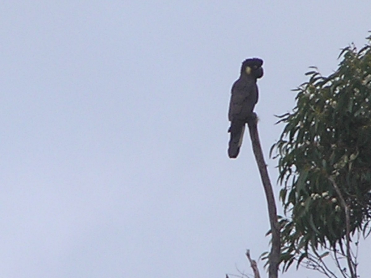 Yellow-tailed Black-Cockatoo - ML44993781