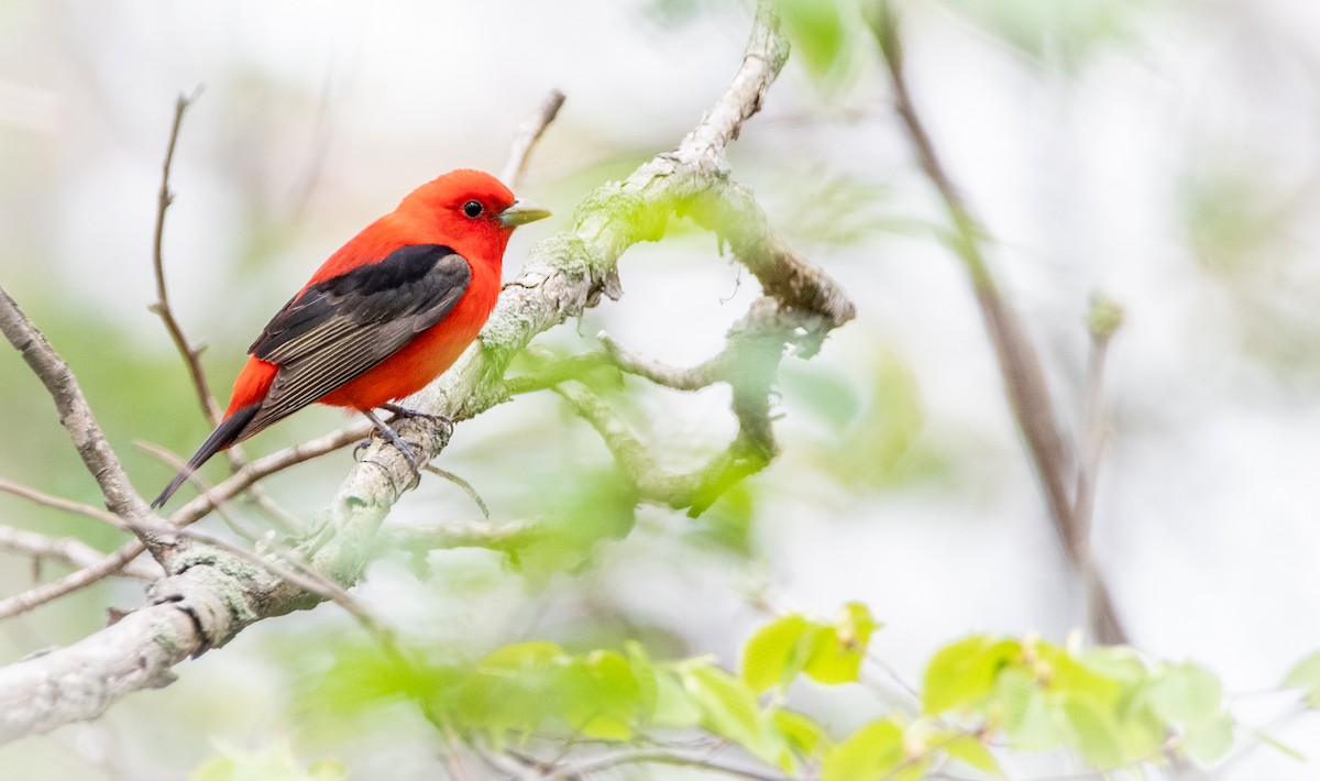 Scharlachkardinal - ML449937921