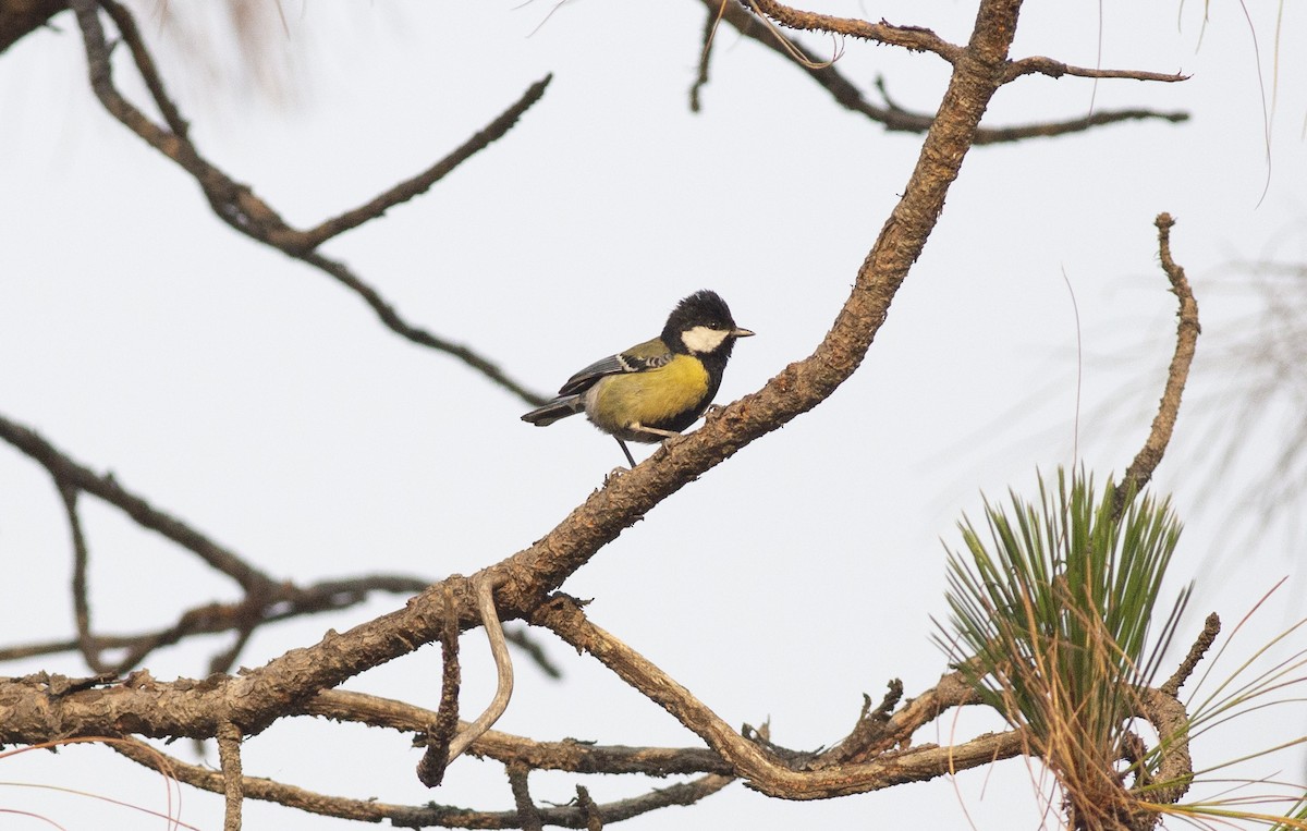 Green-backed Tit - Chandrika Khirani